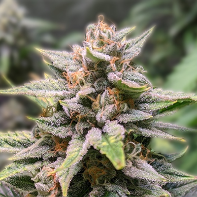 Exploring Cannabis Seeds North Dakota Cultivation, Benefits, and Regulations